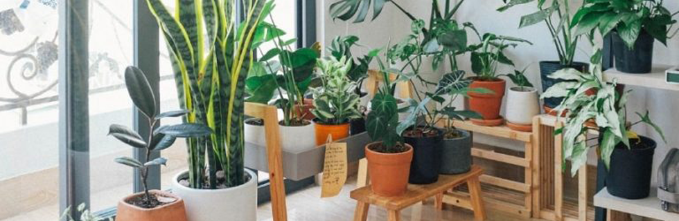 green-home