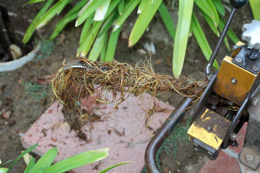 root intrusion